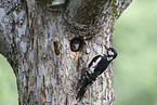 2 great spotted woodpeckers