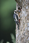 2 great spotted woodpeckers
