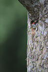 great spotted woodpecker