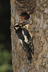 2 great spotted woodpeckers