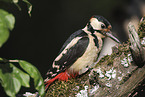 great spotted woodpecker