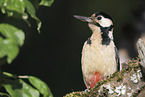 great spotted woodpecker