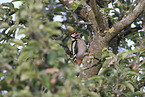great spotted woodpecker
