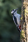 great spotted woodpecker