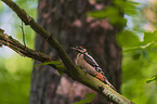 great spotted woodpecker