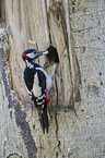 great spotted woodpecker