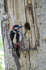 great spotted woodpecker