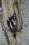 young great spotted woodpecker is fed