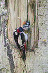 young great spotted woodpecker is fed