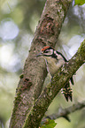 young great spotted woodpecker