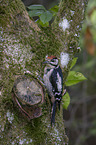 young great spotted woodpecker