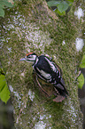young great spotted woodpecker
