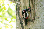 young great spotted woodpecker is fed