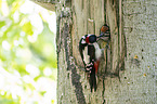 young great spotted woodpecker is fed