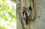 great spotted woodpecker