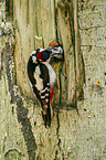 young great spotted woodpecker is fed