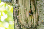 young great spotted woodpecker