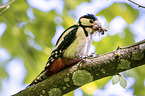 great spotted woodpecker