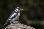 great spotted woodpecker