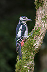 great spotted woodpecker