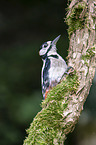 great spotted woodpecker