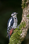 great spotted woodpecker
