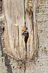 great spotted woodpecker