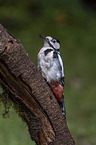 great spotted woodpecker