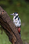 great spotted woodpecker