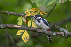 great spotted woodpecker