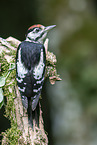 great spotted woodpecker