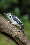 great spotted woodpecker