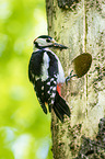 great spotted woodpecker
