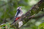 great spotted woodpecker