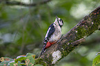 great spotted woodpecker