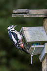 great spotted woodpecker