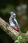 great spotted woodpecker