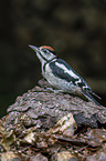 great spotted woodpecker