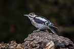 great spotted woodpecker
