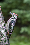 great spotted woodpecker