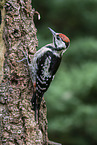 great spotted woodpecker