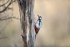 great spotted woodpecker