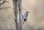 great spotted woodpecker