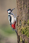 great spotted woodpecker