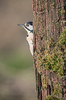 great spotted woodpecker