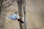 great spotted woodpecker