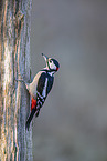 great spotted woodpecker