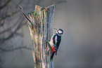great spotted woodpecker
