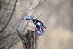 great spotted woodpecker