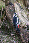 great spotted woodpecker